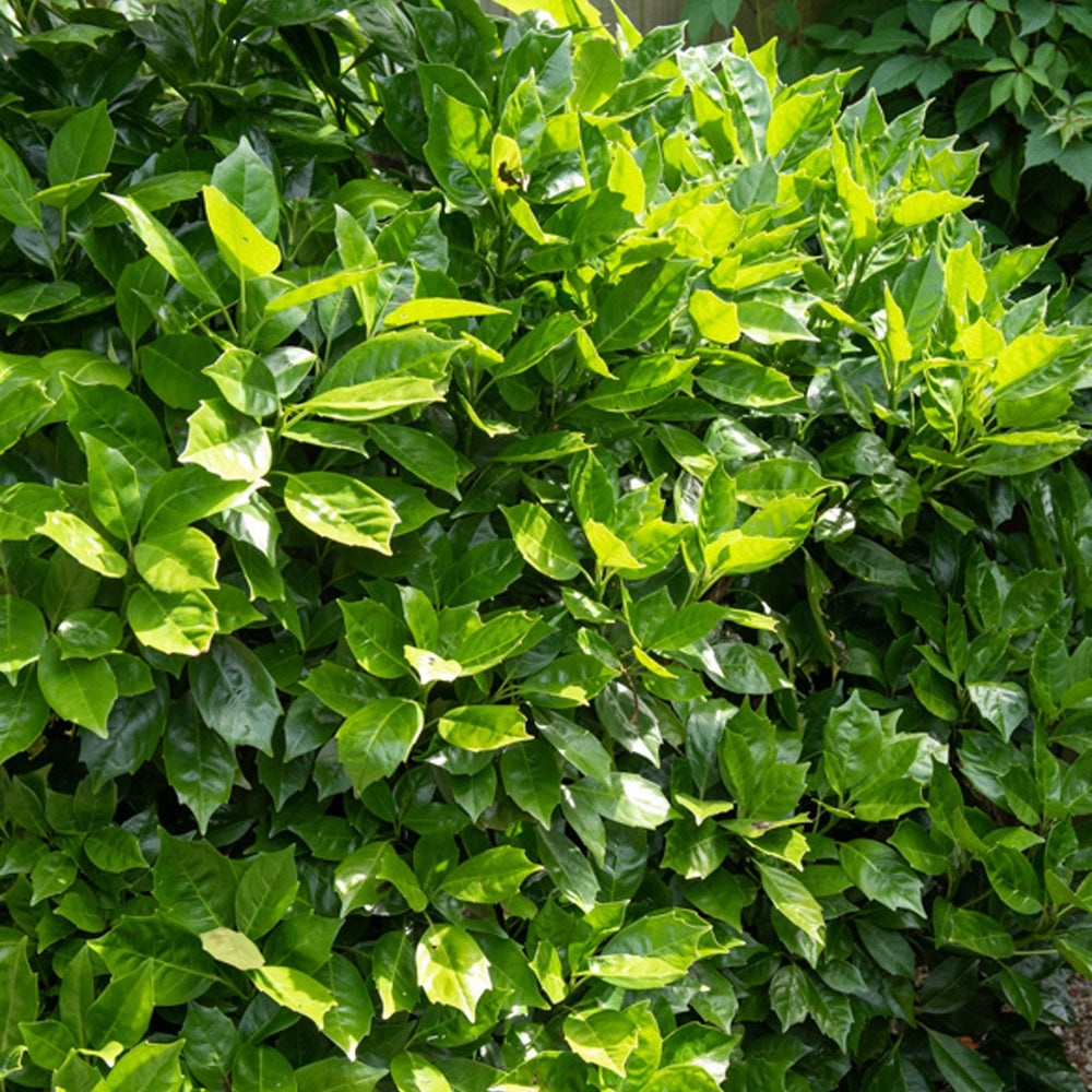 Bakker Aucuba Japon Rozannie arbuste pot 2L persistant 20-30cm