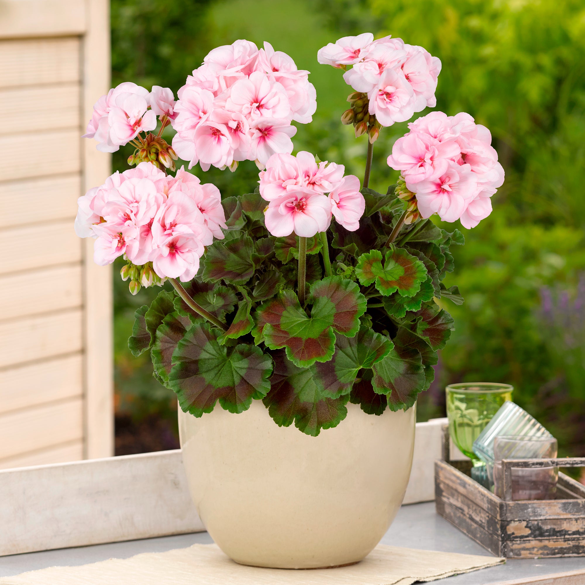 Bakker Géranium Zonale Estelle rose 3 pots 11cm