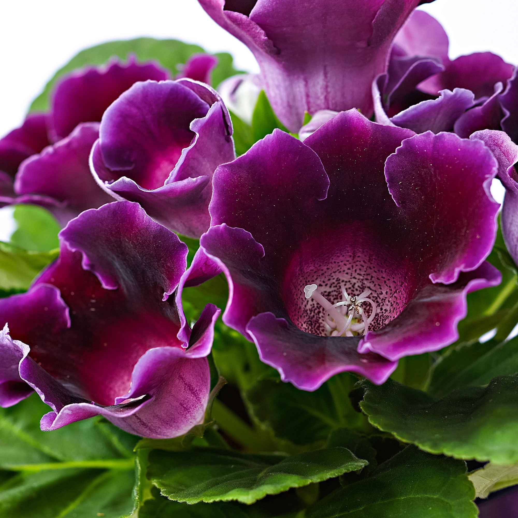 Bakker Gloxinia fleuriste violet plante intérieur pot Ø 12cm