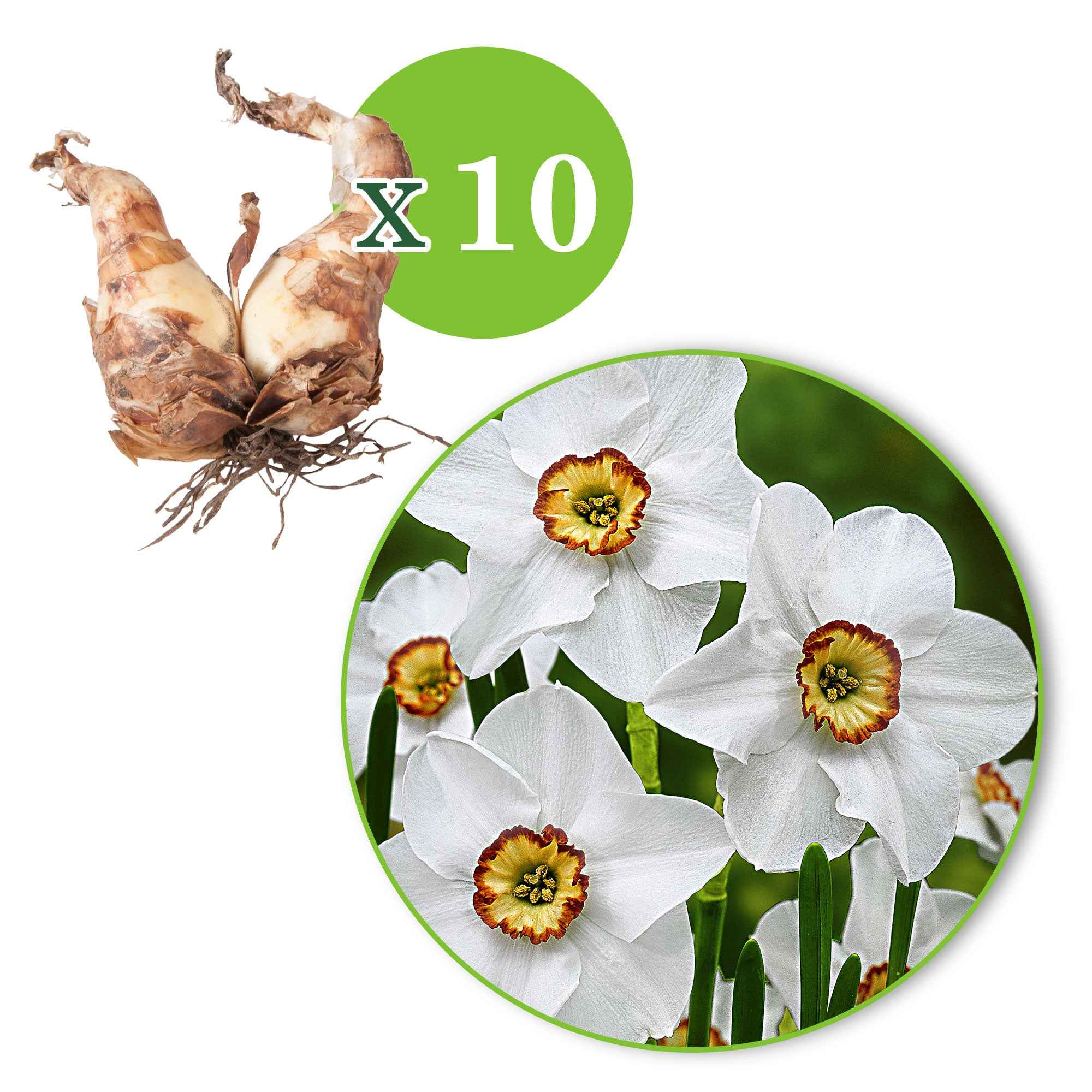 Bakker Bulbes à fleurs Narcisses Recurvus 10 bulbes parfumé