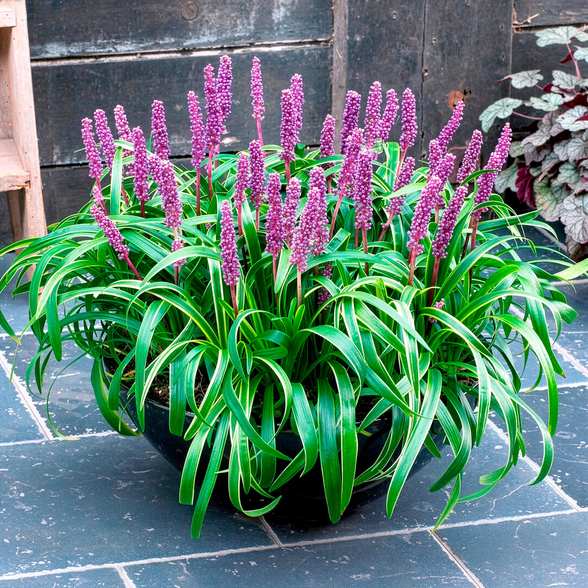 Bakker Liriope muscari Gold Banded vivace pot 9cm