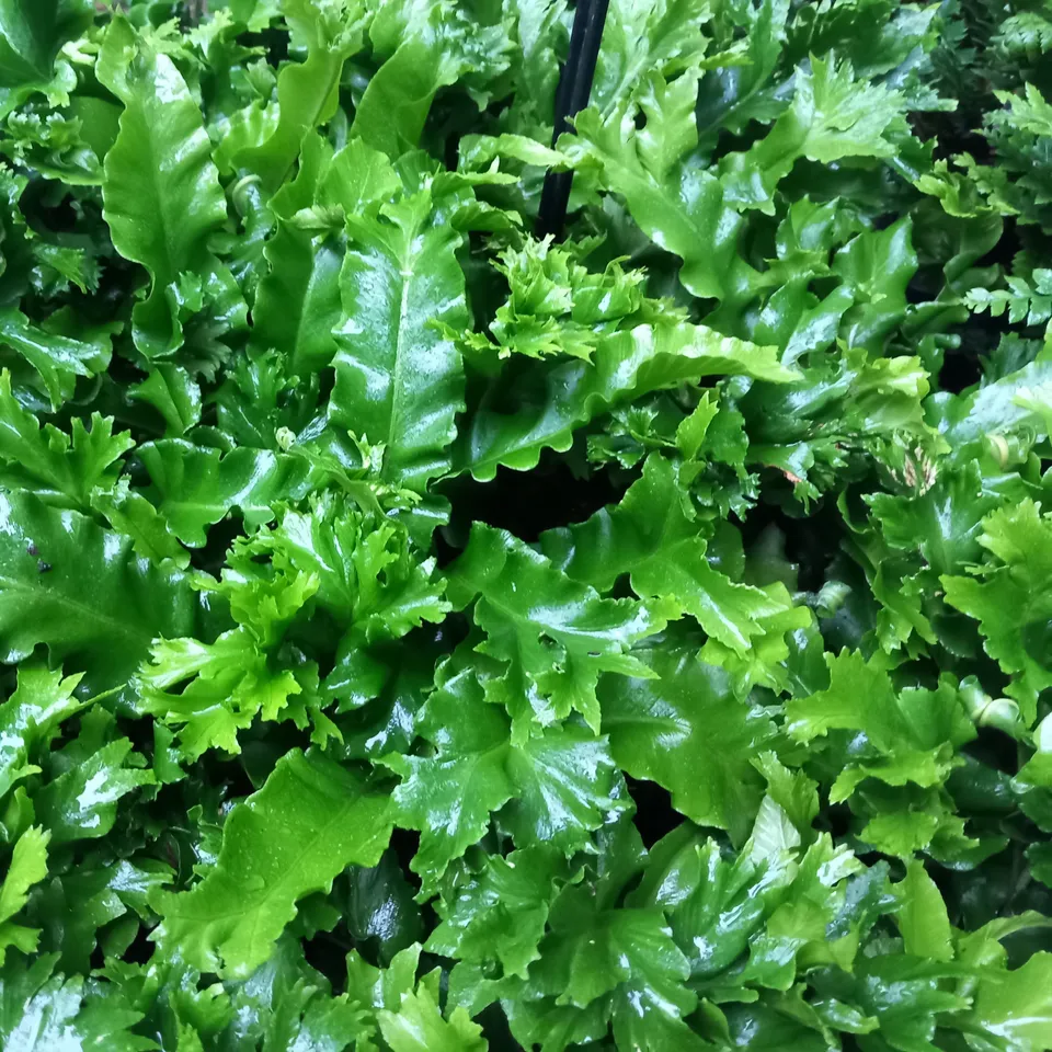 Asplenium scolopendrium Cristata fougère godet vert clair