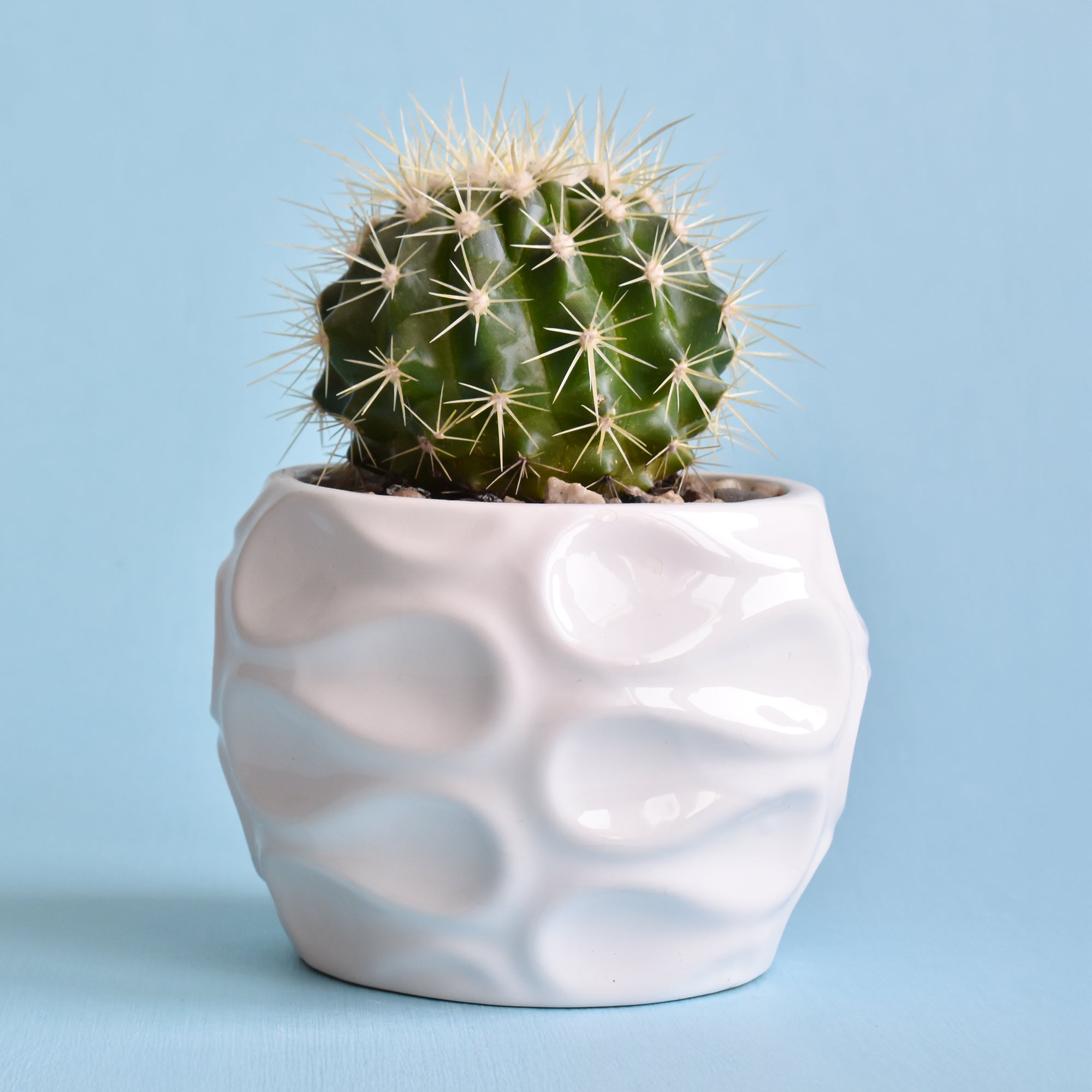 Bakker Coussin de belle-mère cactus pot 10,5cm 15cm doré
