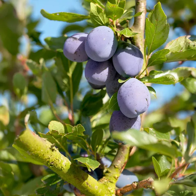 Bakker Fruitiers Prunier Président arbre fruitier motte scion 80-100cm