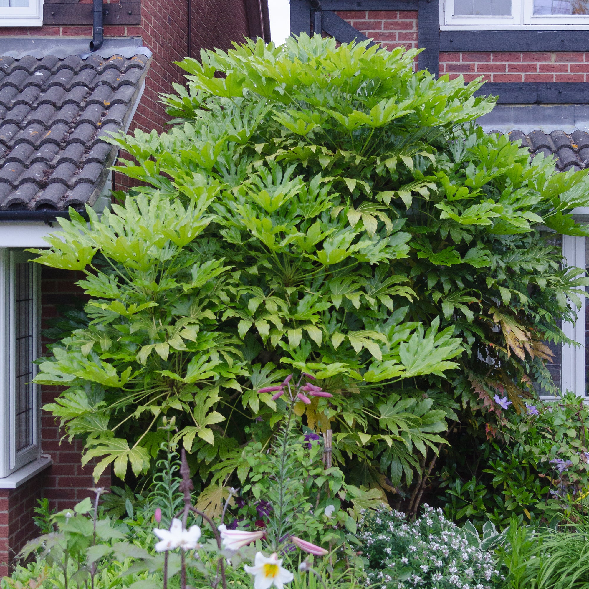 Bakker Aralia du Japon Fatsia japonica plante verte pot Ø9cm