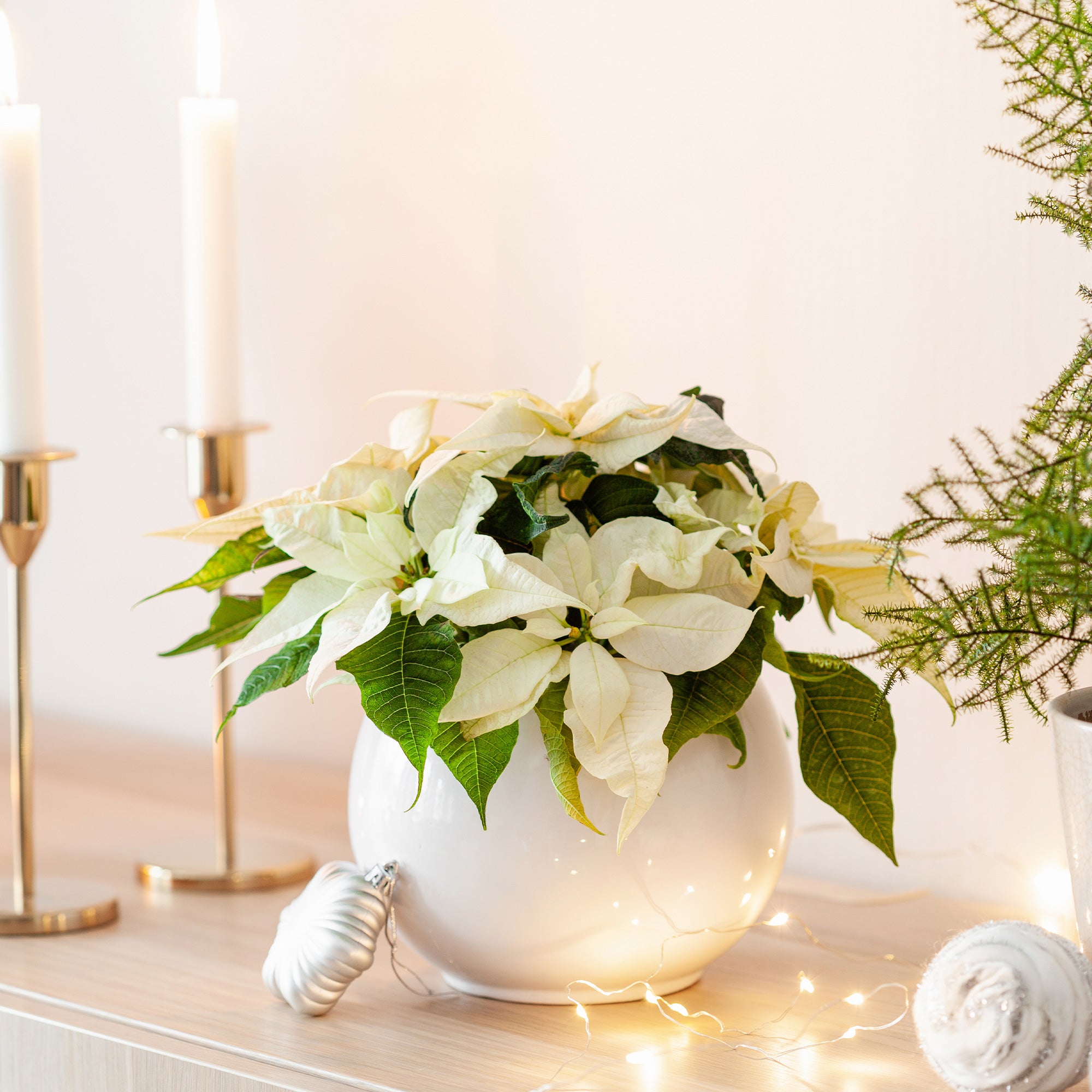 Bakker Poinsettia Blanc plante intérieur pot 10,5cm