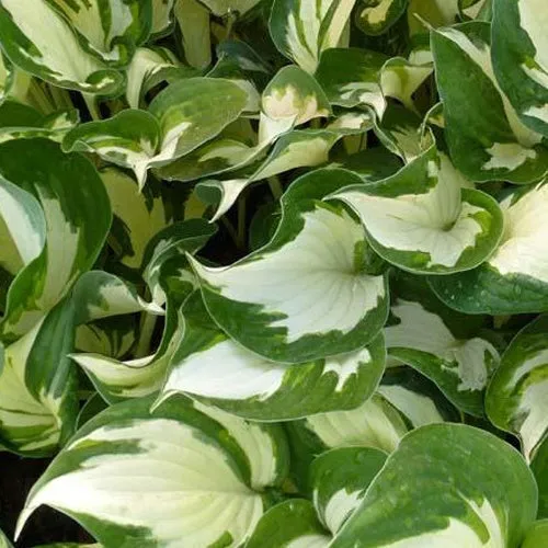 Bakker Hosta Reversed Patriot vivace pot 9cm panaché