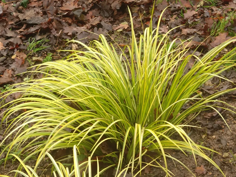 Passion Vivaces Acorus Ogon plante gramineus feuillage panaché
