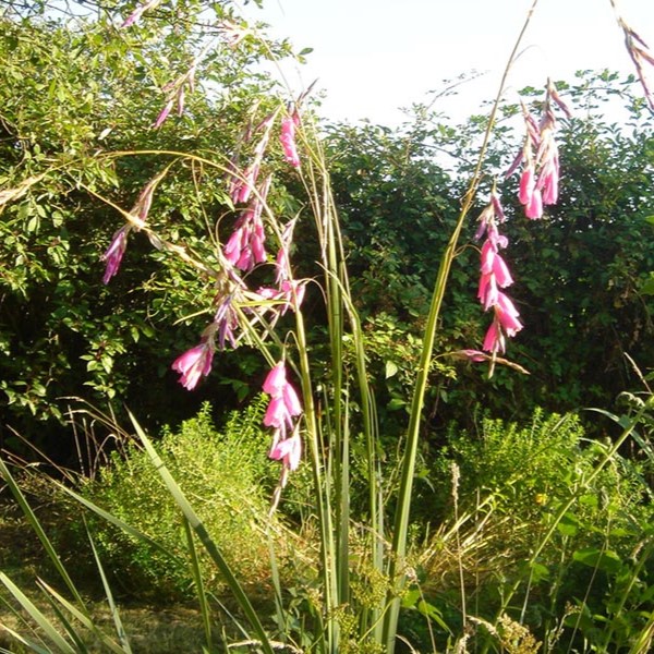 Passion Vivaces Dierama pulcherrimum plante vivace pot 1L rose tendre