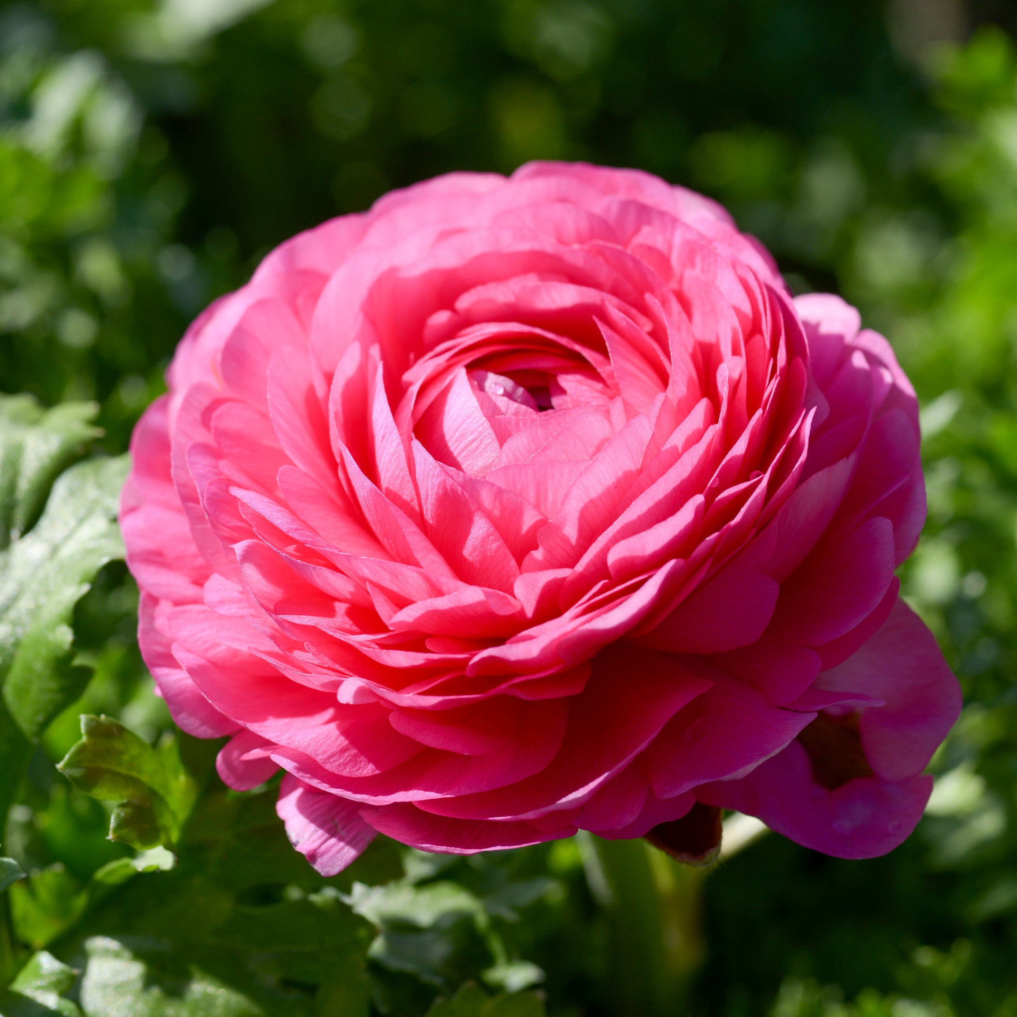 Bakker Renoncules roses Ranunculus Pink bulbes sachet 10 rose