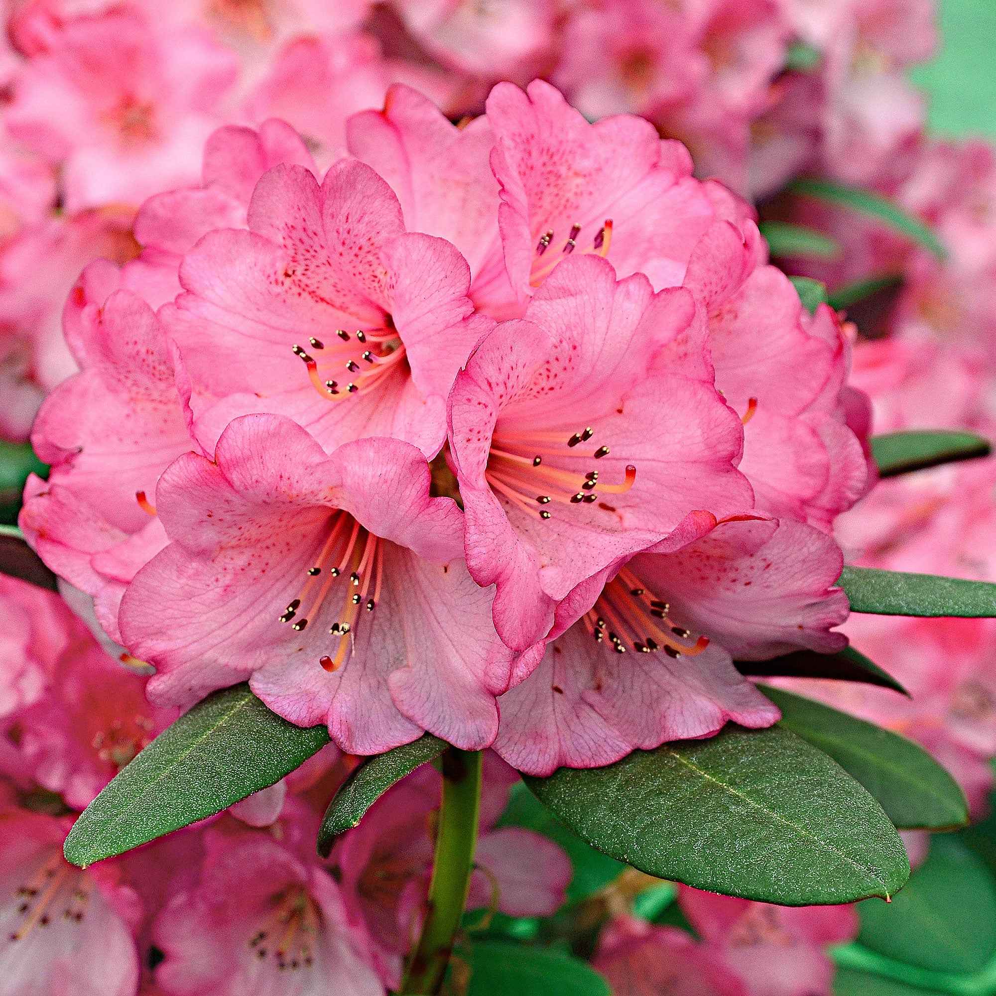 Bakker Rhododendron Wine & Roses arbuste pot 3L rose