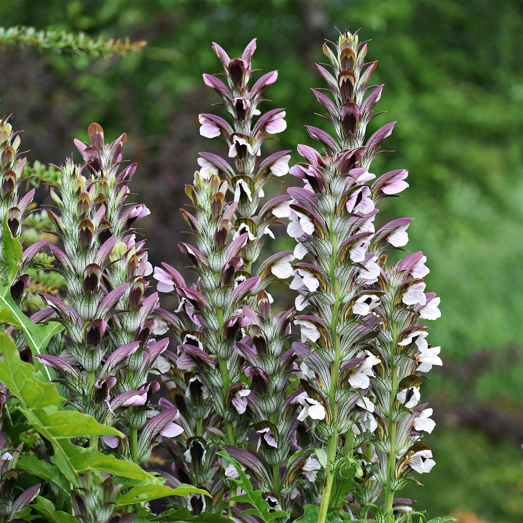Bakker Massif Été Fleuri 18 plantes vivaces 2m²