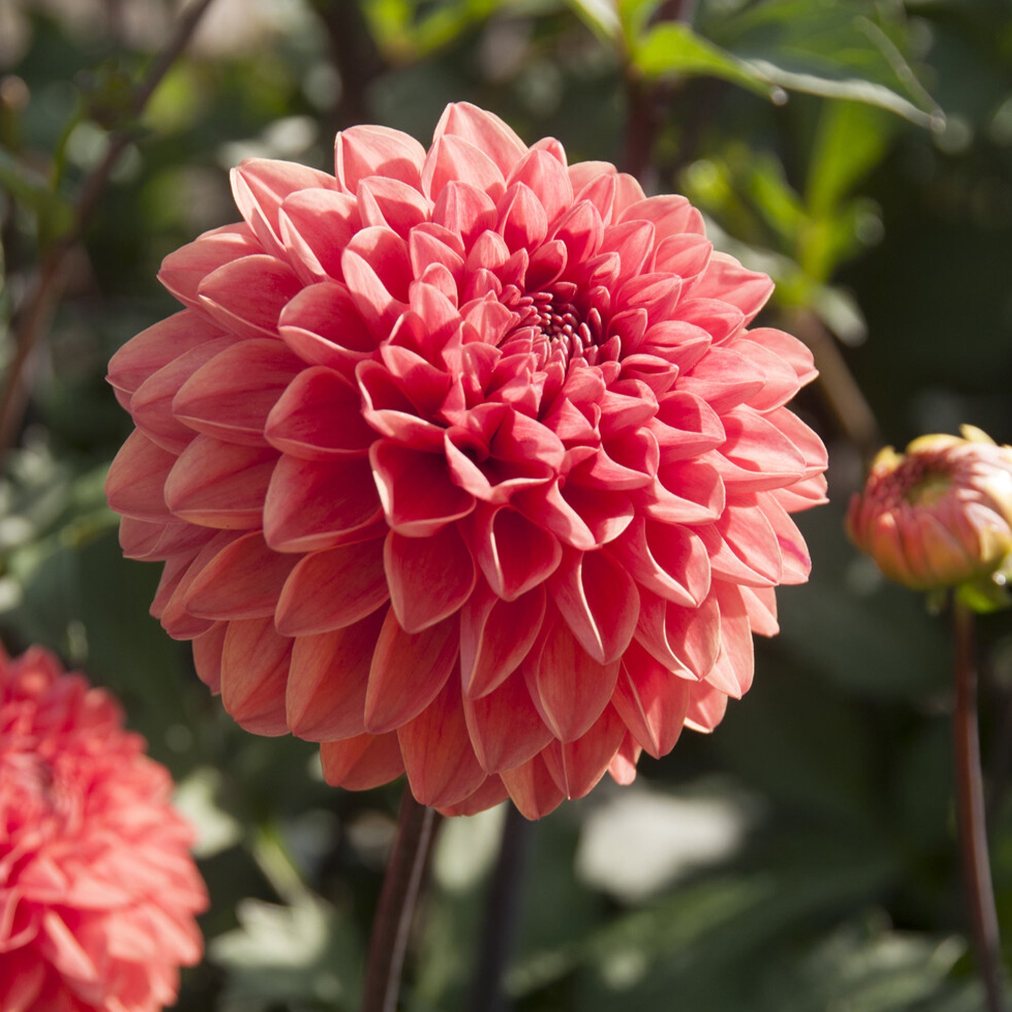 Bakker Bulbes Dahlia Blitzer sachet 3 bulbes orange 1m