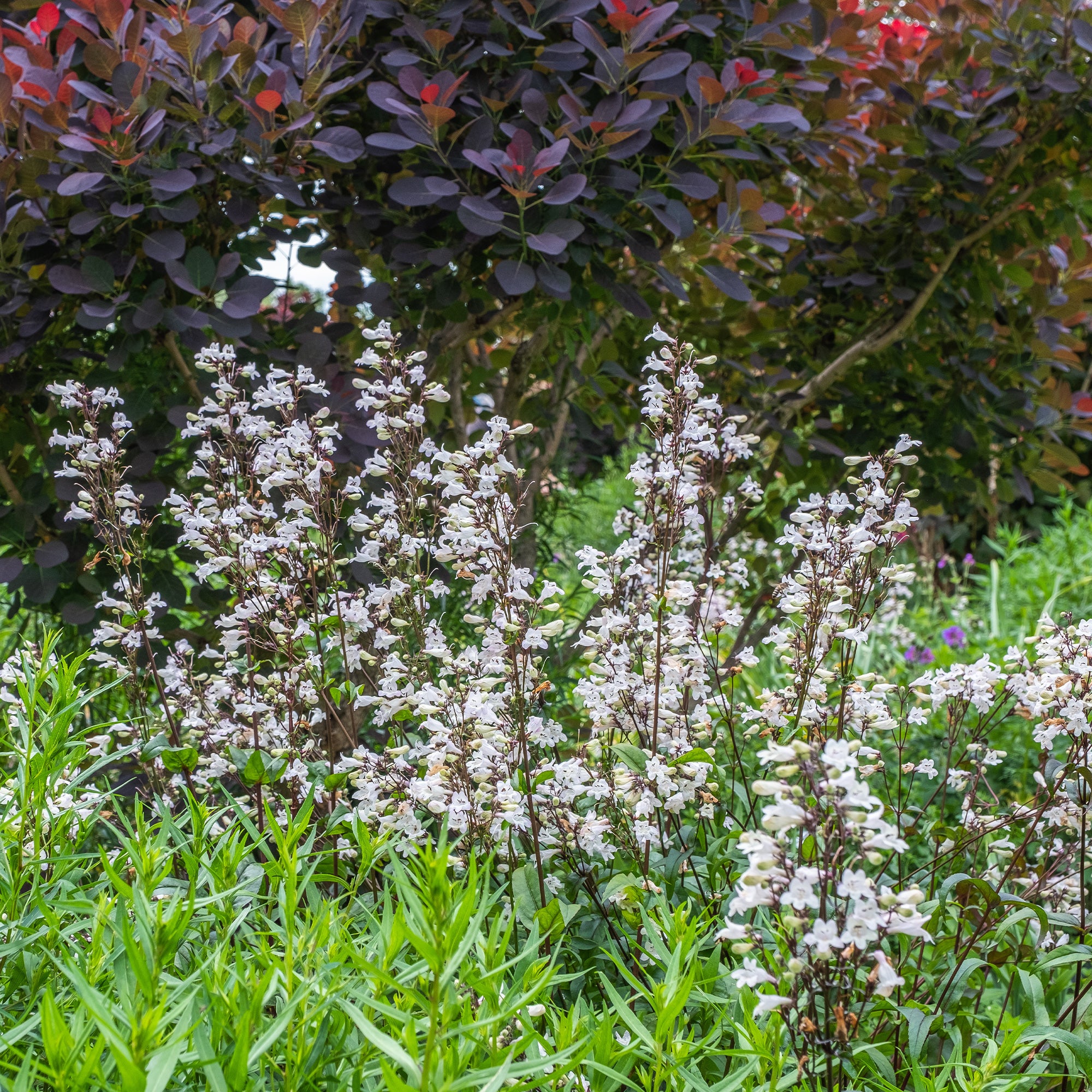 Bakker Husker Red galane penstemon pot 9cm fleurs blanches