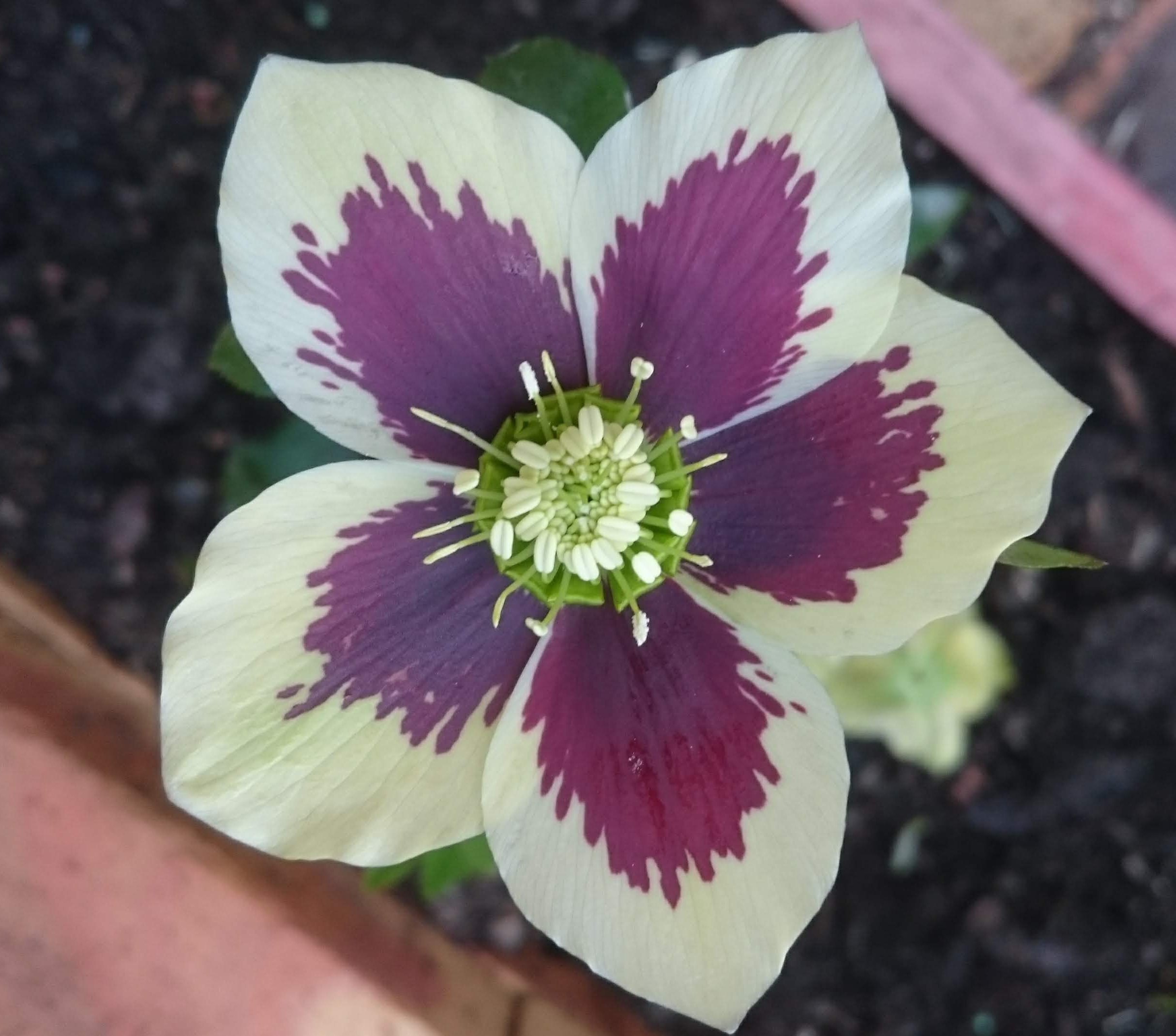 Passion Vivaces Helleborus orientalis plante vivace rose de carême hiver