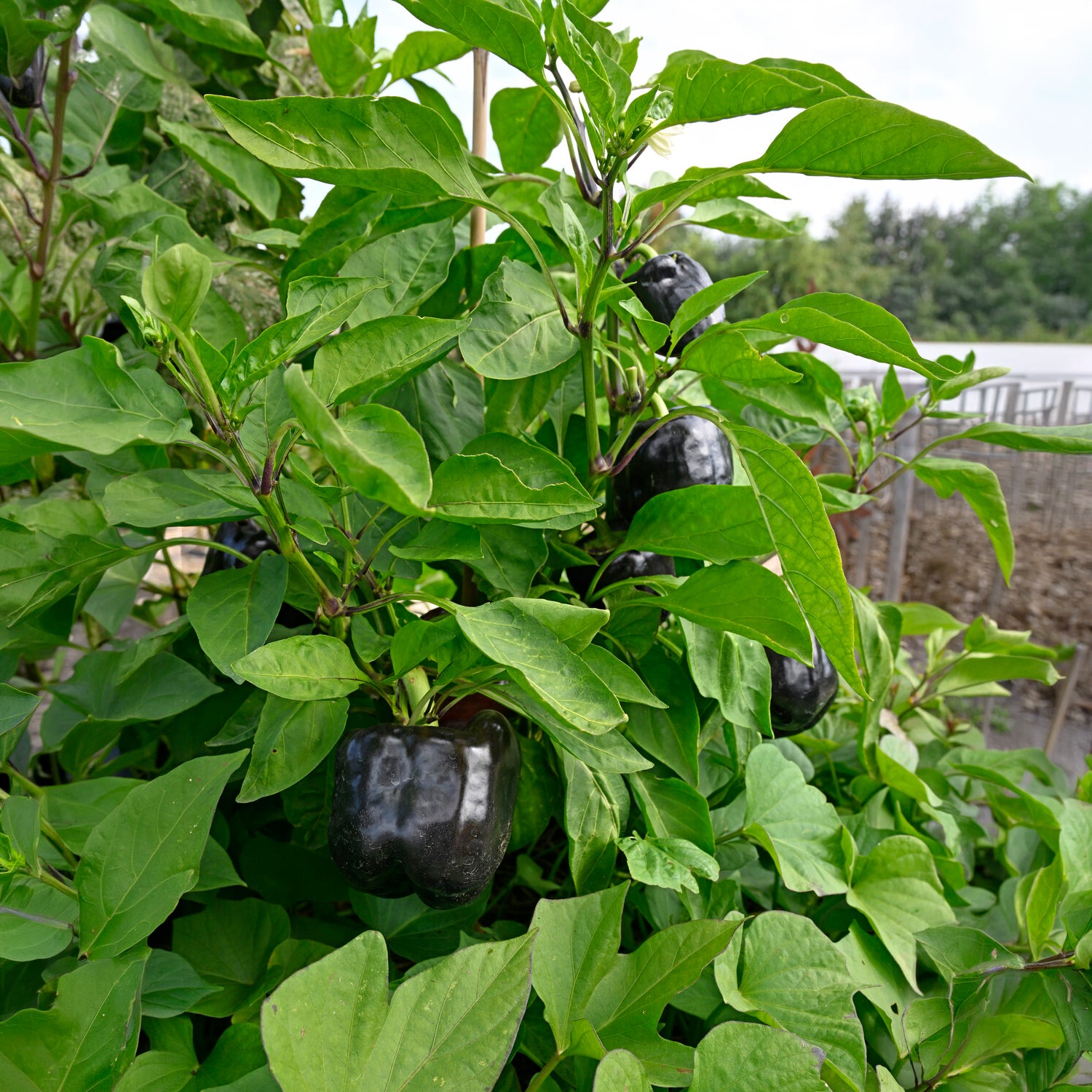 Bakker Poivron Bellania plant potager pot Ø10,5cm lot 3