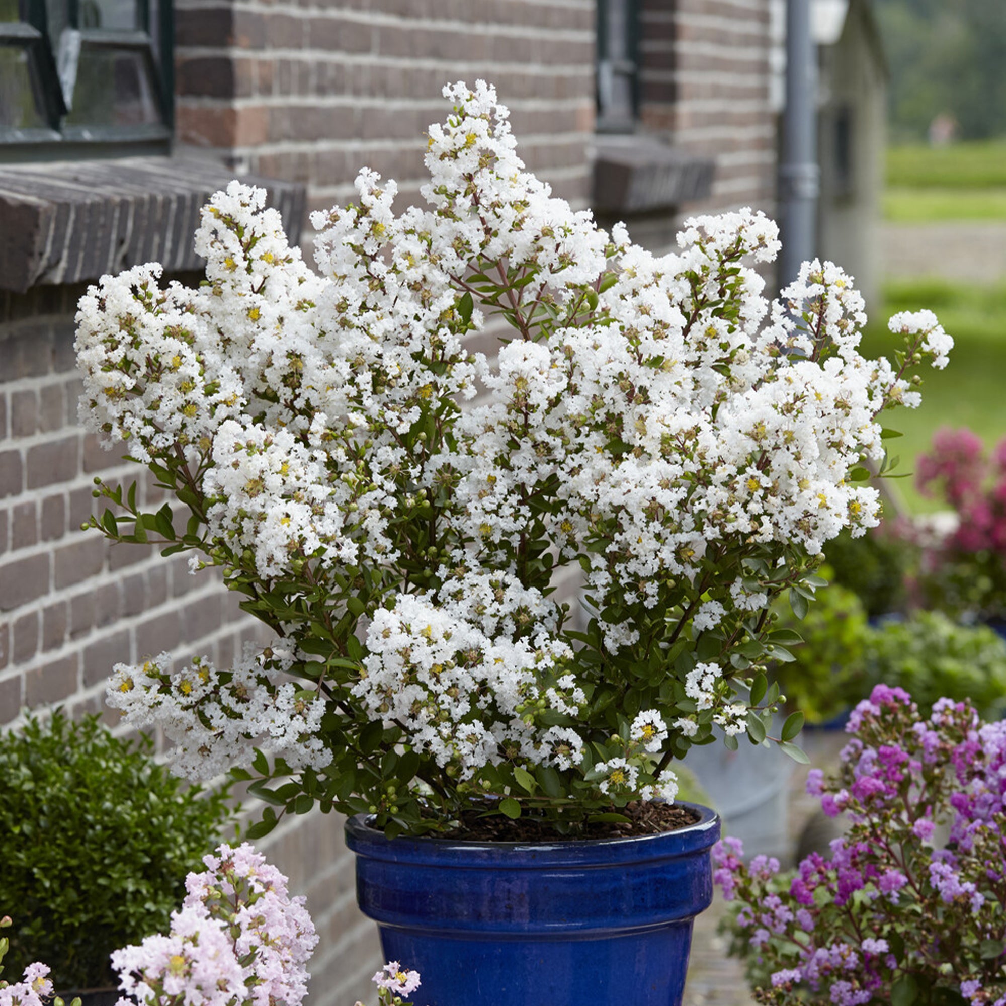 Bakker Lilas des Indes With Love Virgin blanc pot 9cm