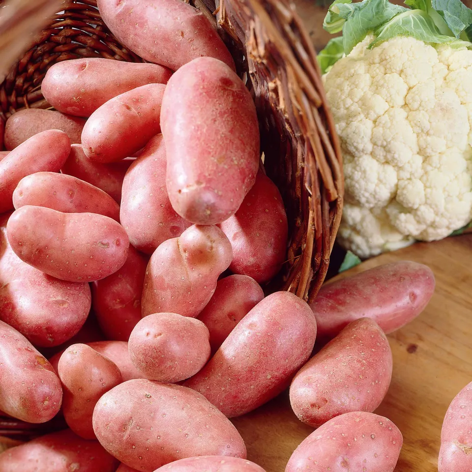Bakker 25 Pommes de terre Jeannette primeur les 25 plants