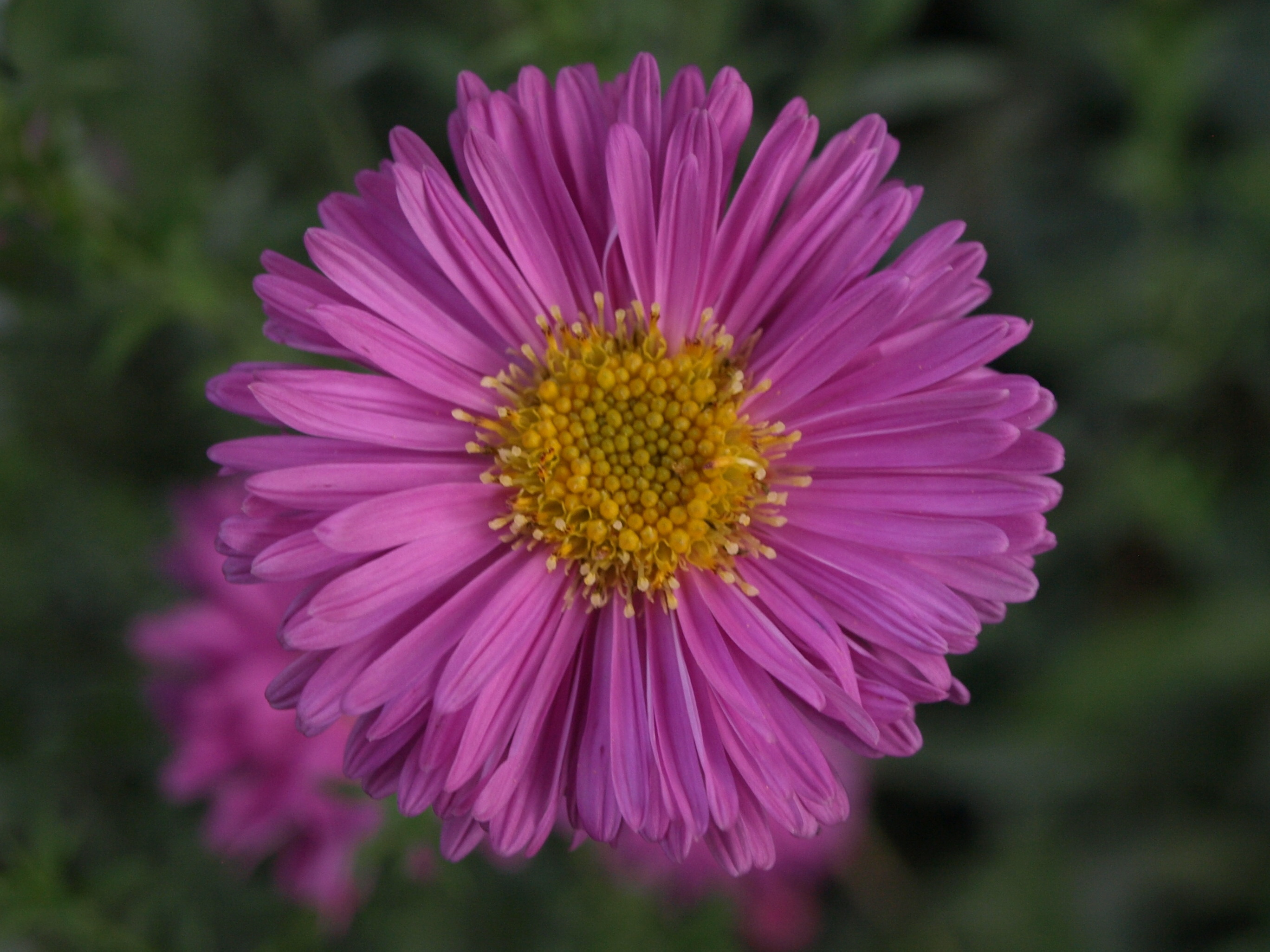 Passion Vivaces Aster Rosa Perle plante godet rose double