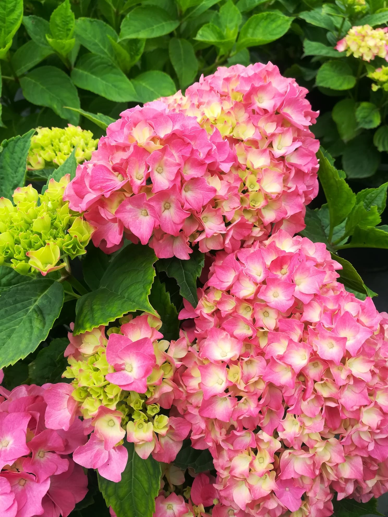 Les Hortensias du Haut Bois Hydrangea macrophylla Président Doumer hortensia bleu