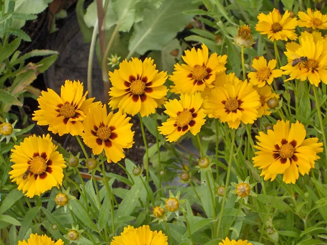 Passion Vivaces Coreopsis lanceolata Sterntaler vivace pot 1L jaune