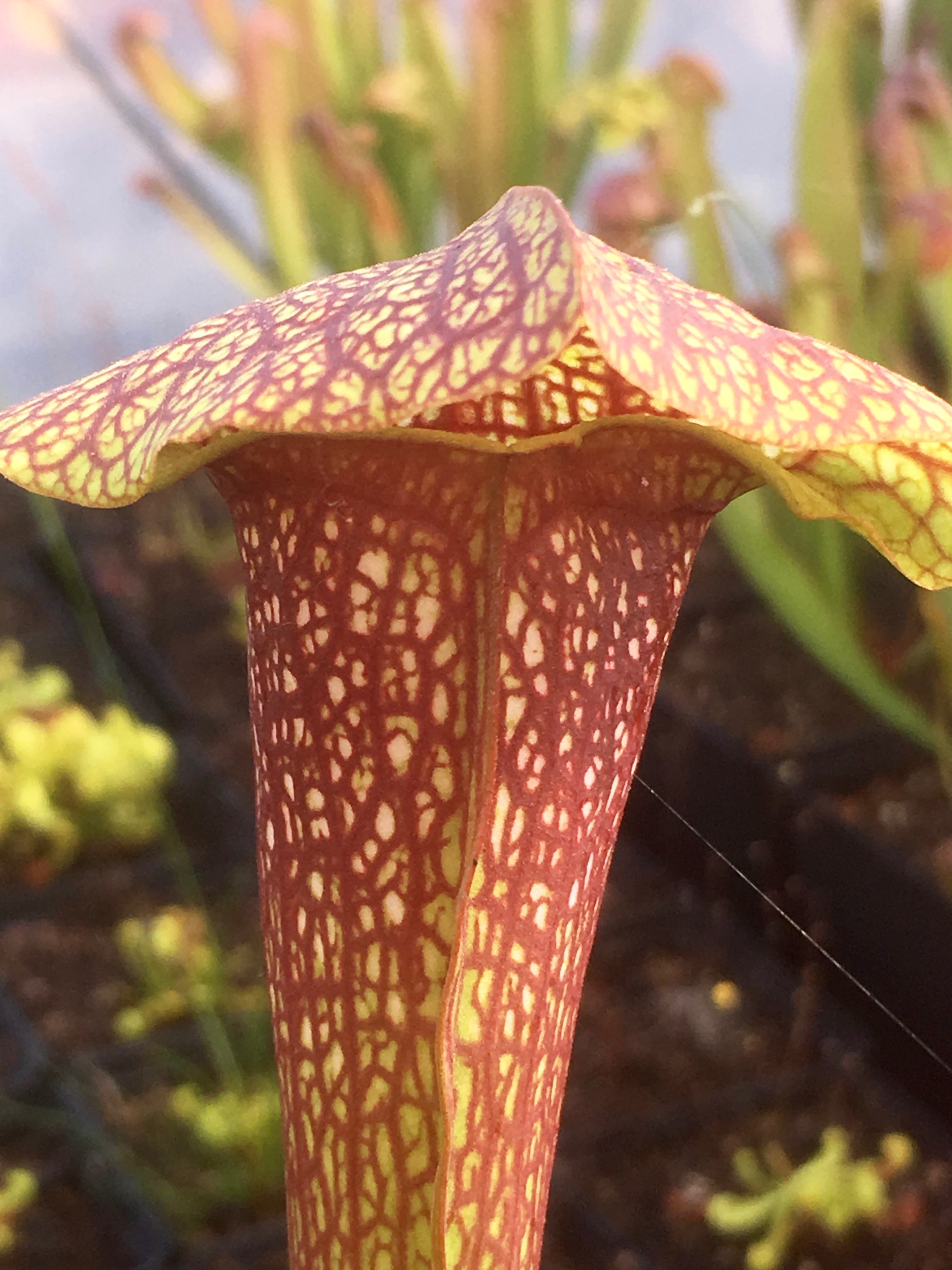 Carniflore Sarracenia Dixie Lace plante carnivore adulte 1 pied