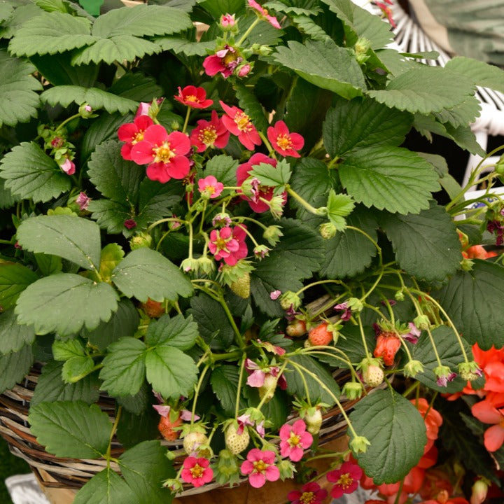 Bakker Toscana fraisier remontant fleurs roses 3 pots
