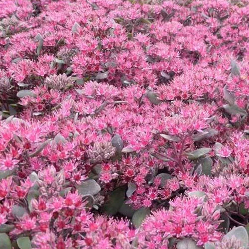 Bakker Sedum Bertram Anderson plante grasse pot 9cm rocaille