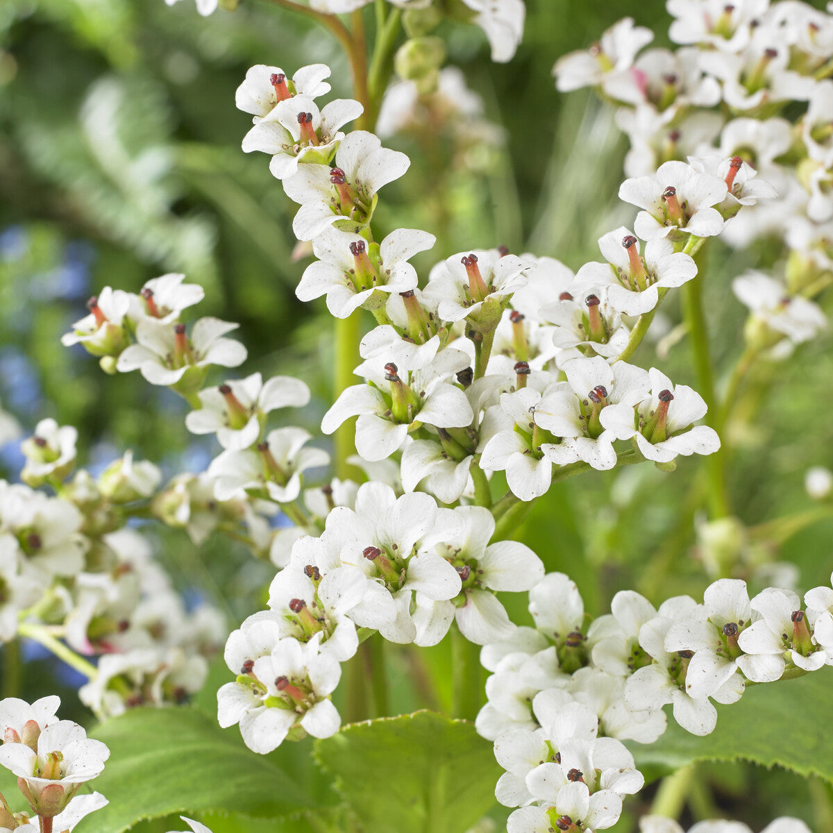 Bakker Bergénia Bressingham White vivace pot 9cm fleurs blanches
