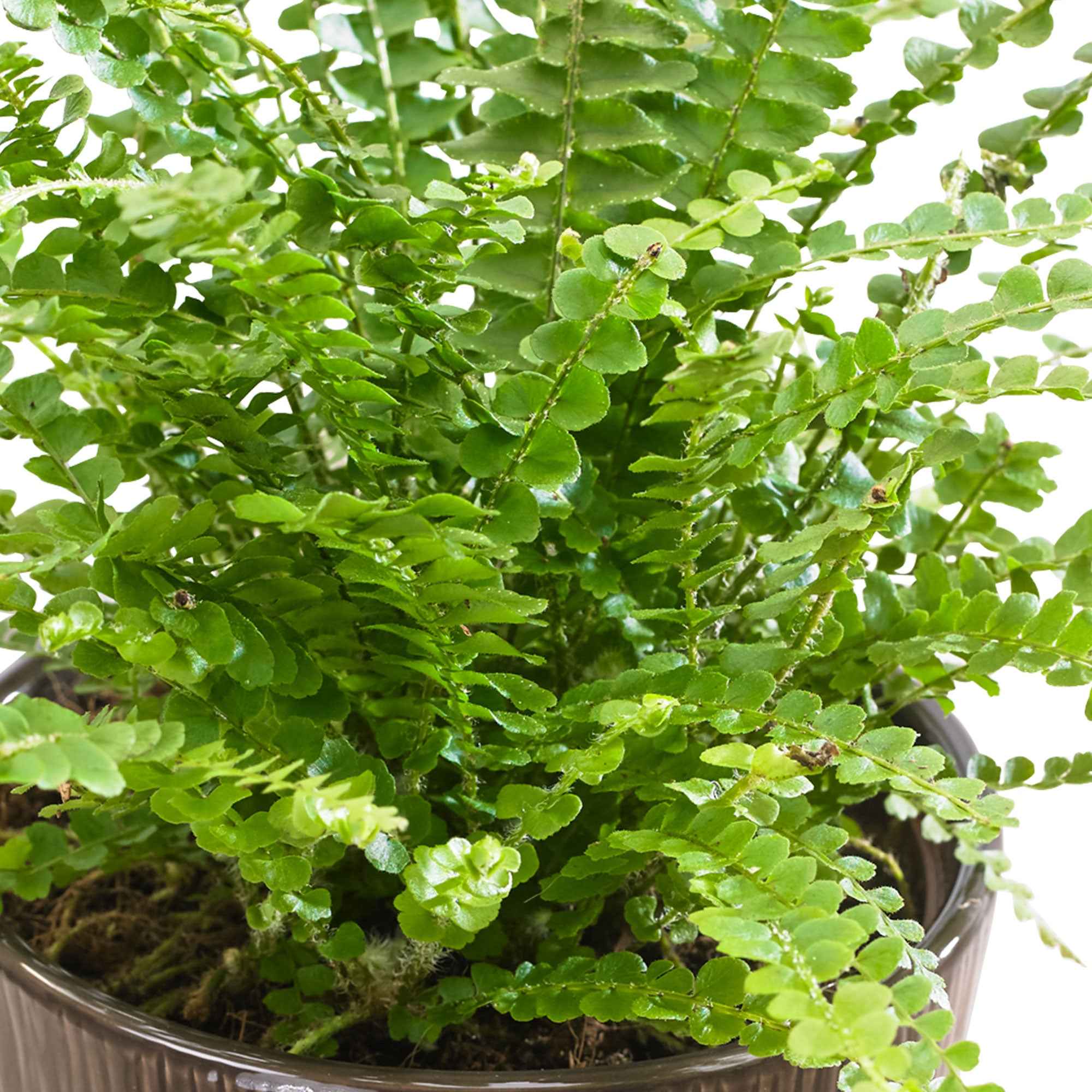 Bakker Fougère de Boston Duffi Nephrolepis pot Ø12cm intérieur