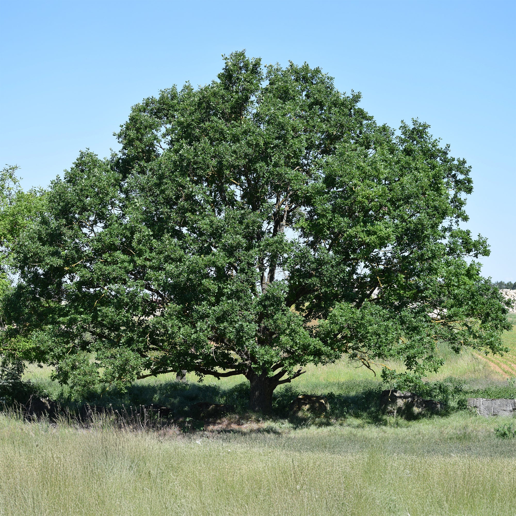 Bakker Chêne rouvre Quercus petraea arbre pot Ø11cm résistant sec