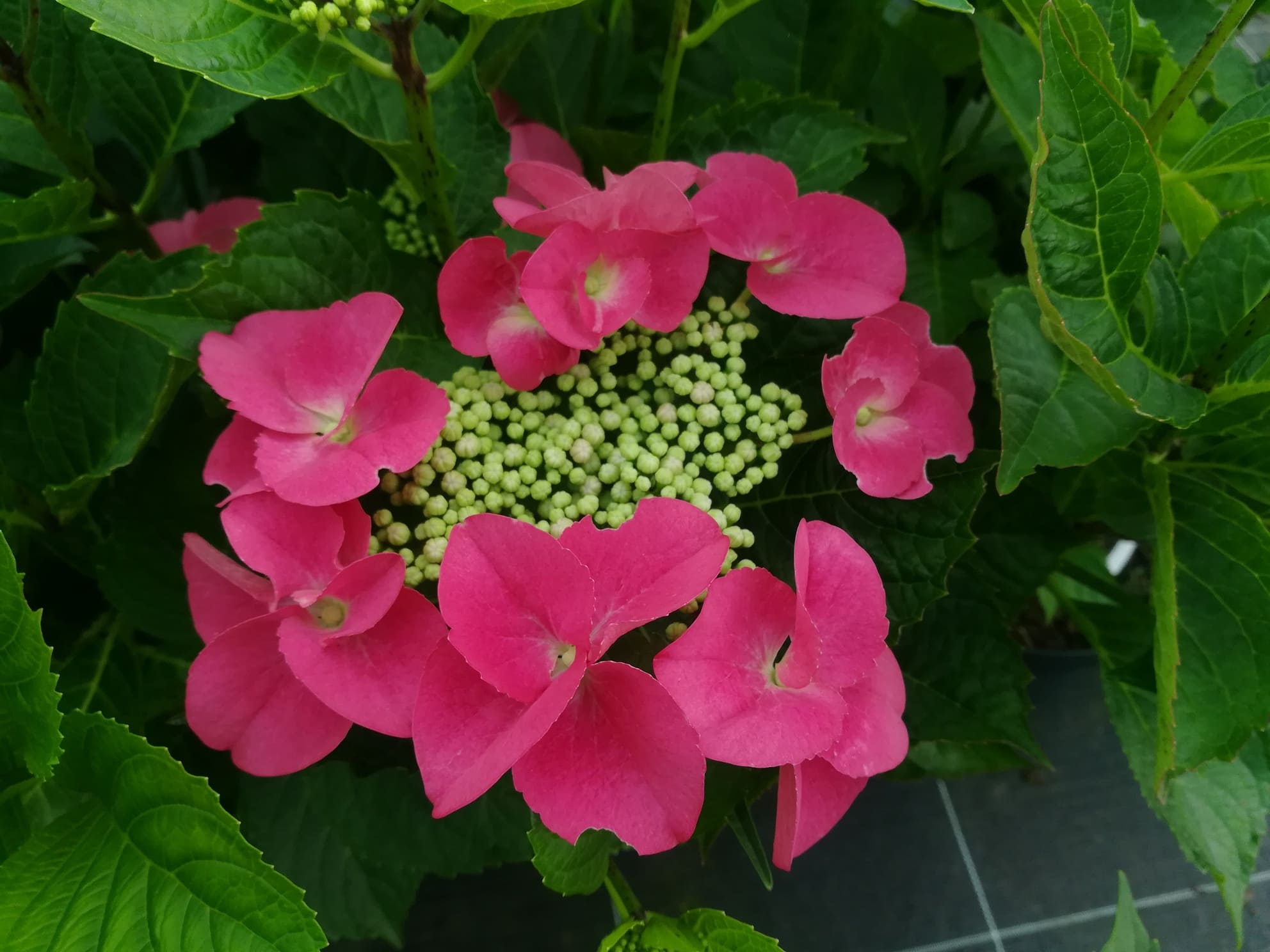 Les Hortensias du Haut Bois Kardinal hortensia fleurs plates godet
