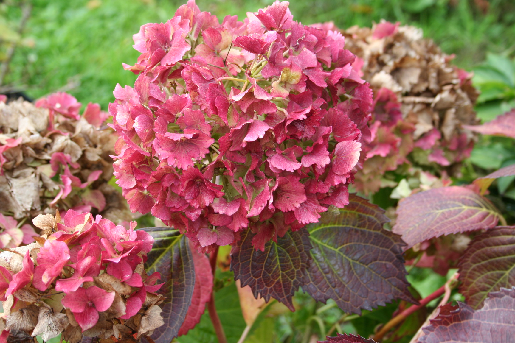 Les Hortensias du Haut Bois Lancelot hortensia rond rose