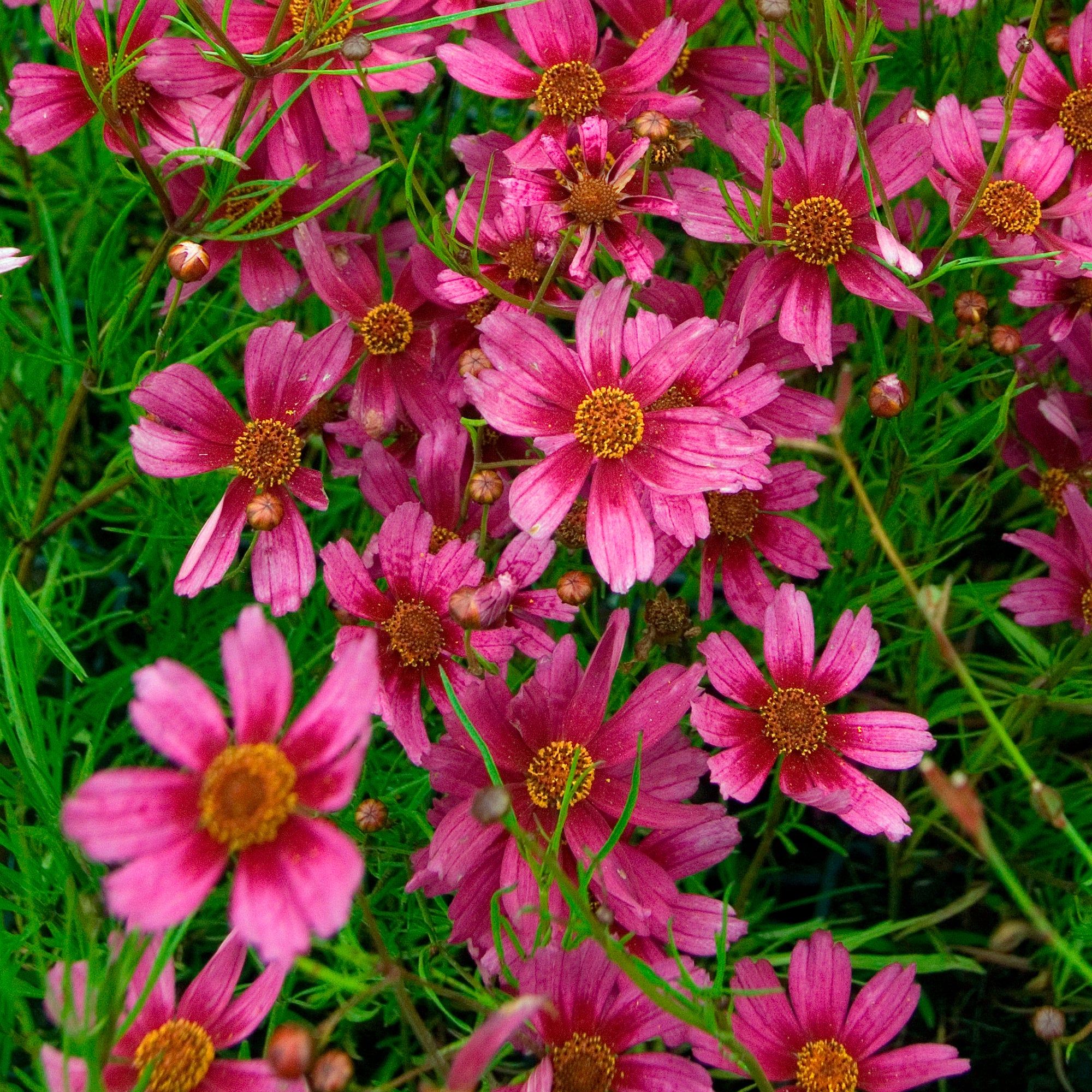 Bakker Coreopsis rose Heaven's Gate vivace pot Ø 9cm
