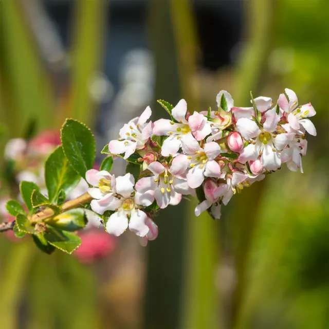 Bakker Escallonia Apple Blossom arbuste pot 2L