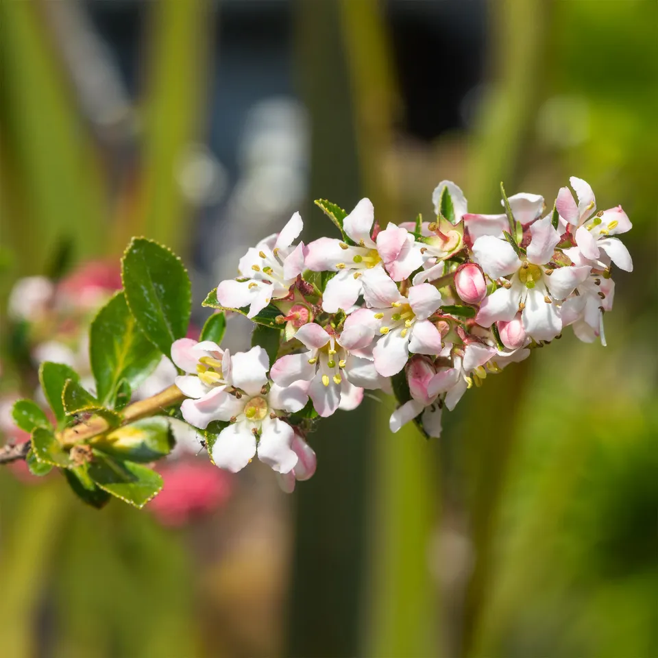 Bakker Escallonia Apple Blossom arbuste pot 2L