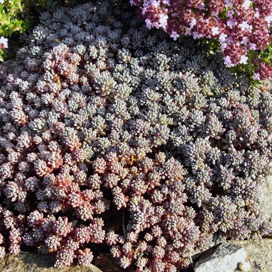 Passion Vivaces Sedum lydium Glaucum plante grasse godet