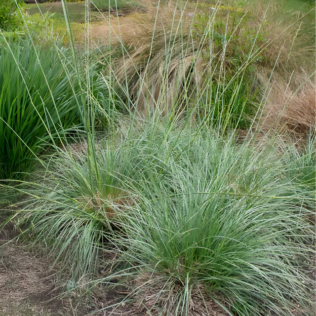 Bakker Fétuque mairei graminée pot 9cm soleil sec