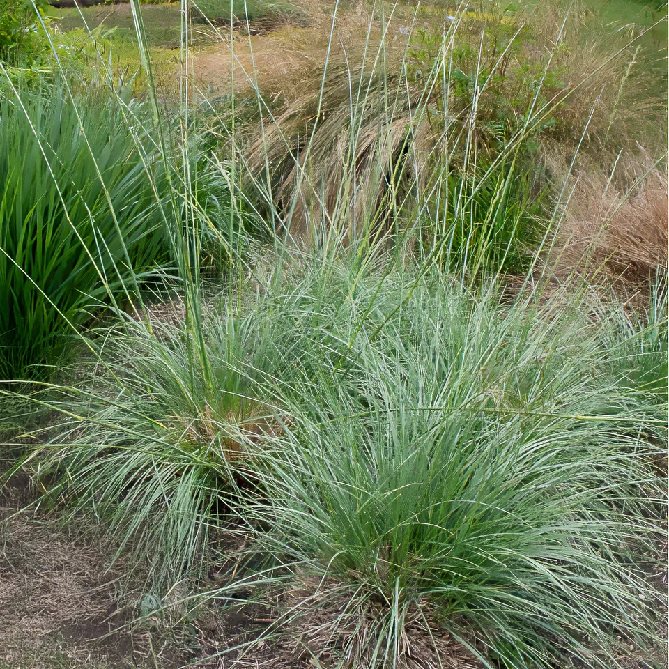 Bakker Fétuque mairei graminée pot 9cm soleil sec