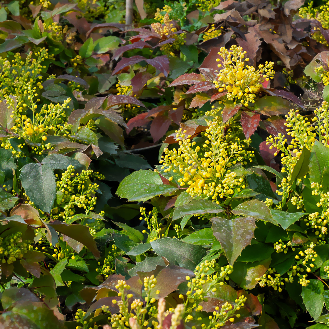 Bakker Mahonia Apollo arbuste motte 20-30cm persistant