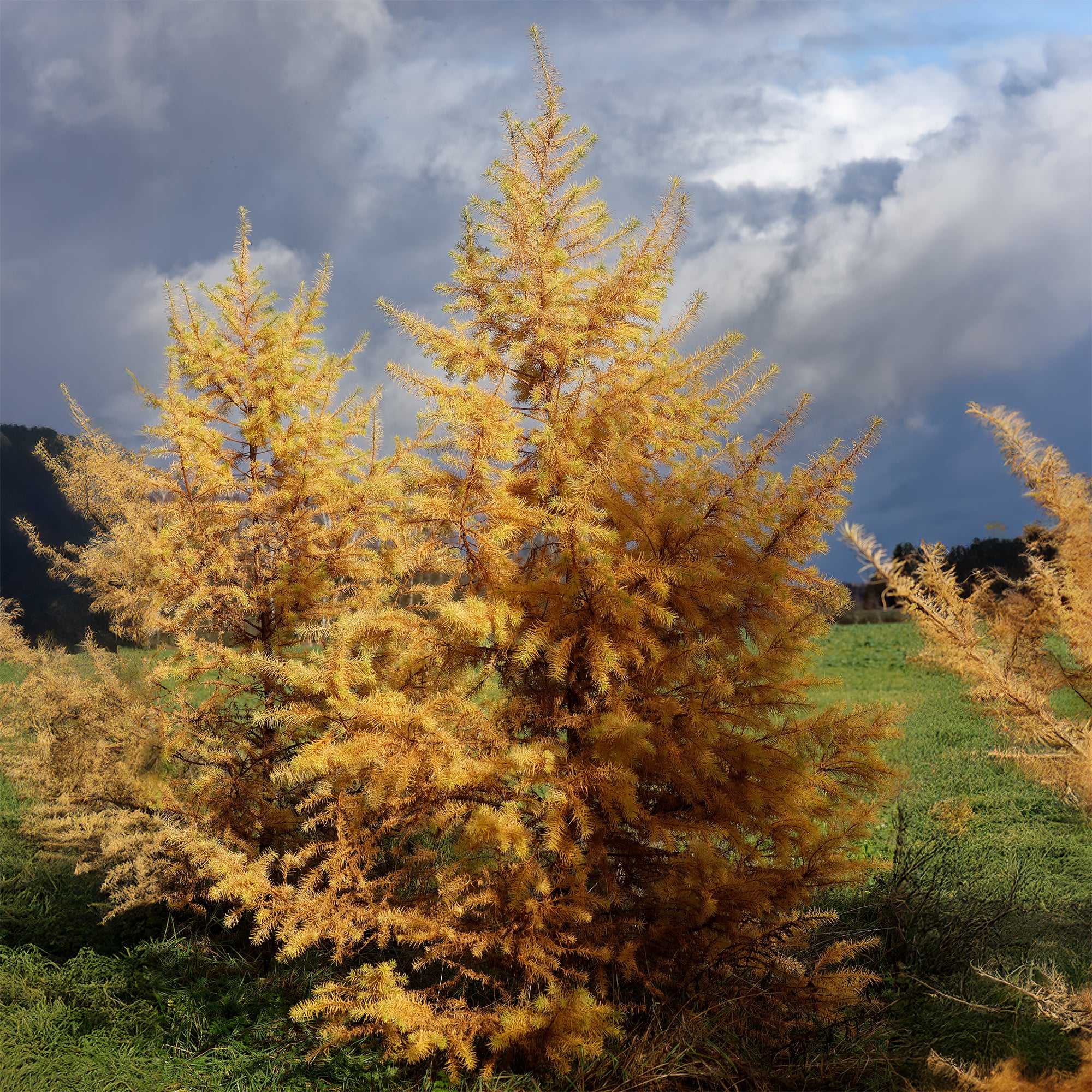 Bakker Mélèze du Japon Larix kaempferi arbre pot 2L 80-100cm