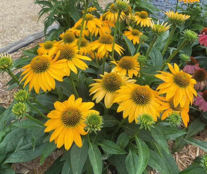 Pépinières Ripoche Echinacea Artisan Yellow Ombre godet jaune