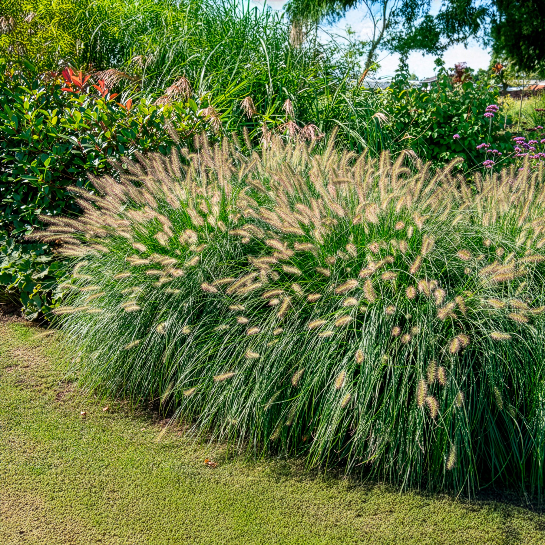 Bakker Herbe aux écouvillons Hameln graminée 3 pots 9cm