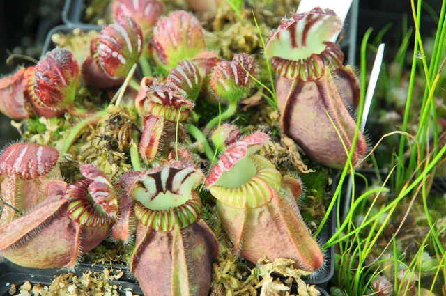 Carniflore Cephalotus Hummer's Giant plante carnivore semi-adulte 9x9cm