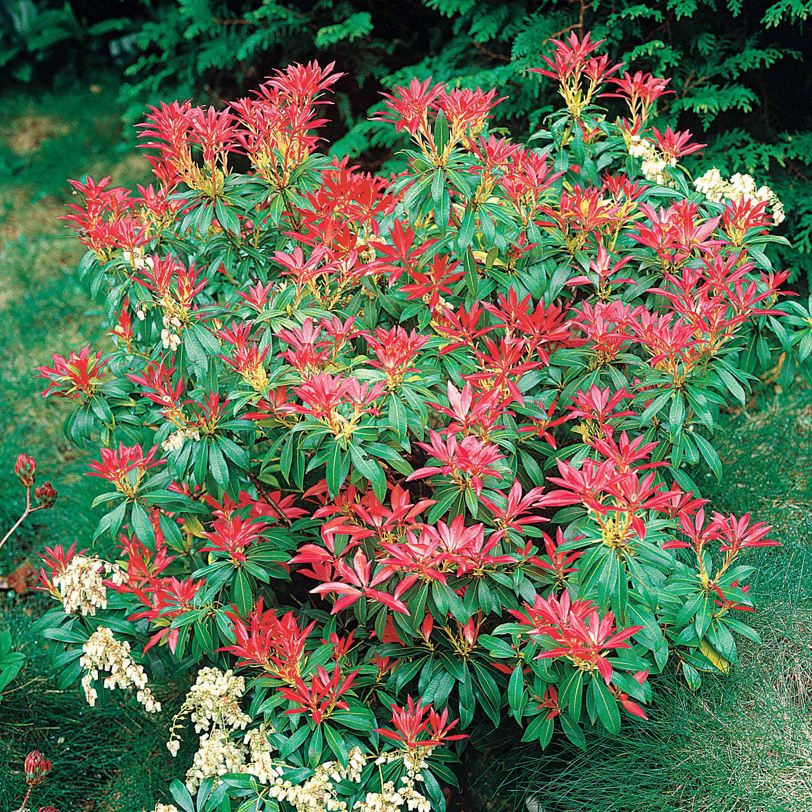 Bakker Pieris Forest Flame arbuste pot 2L rouge blanc