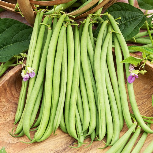 Bakker Collection Haricots graines potagères 3 sachets récolte été
