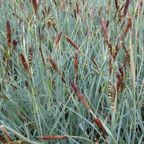 Bakker Plantes d'extérieur Laîche faux-panic graminée pot Ø 9cm