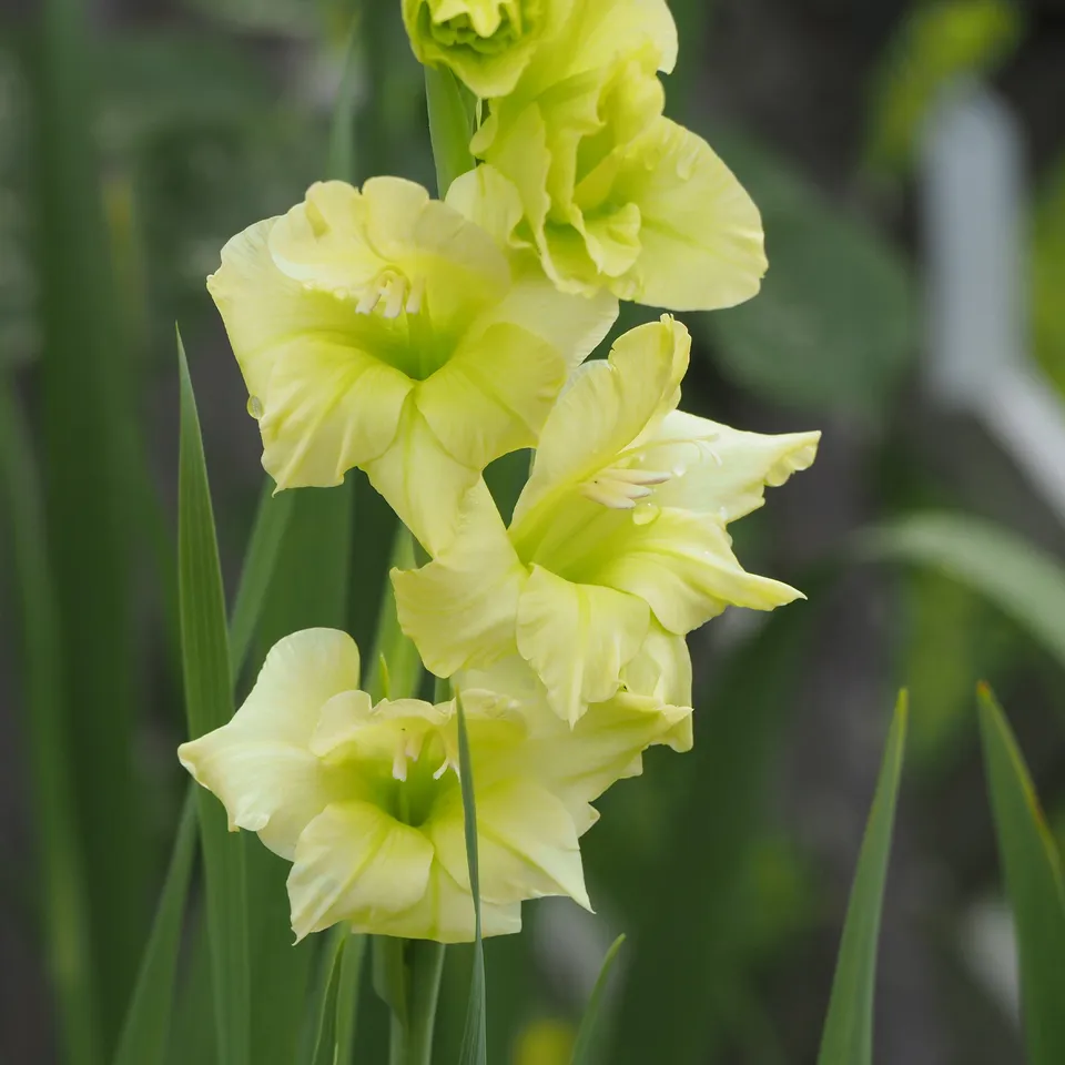 Bakker Glaïeuls Dingadong bulbes 25 jaune 12-14cm couper