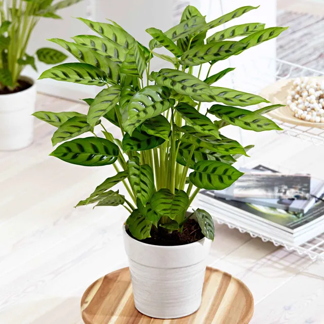Bakker Leopardina calathea vert pot Ø17cm 60-70cm