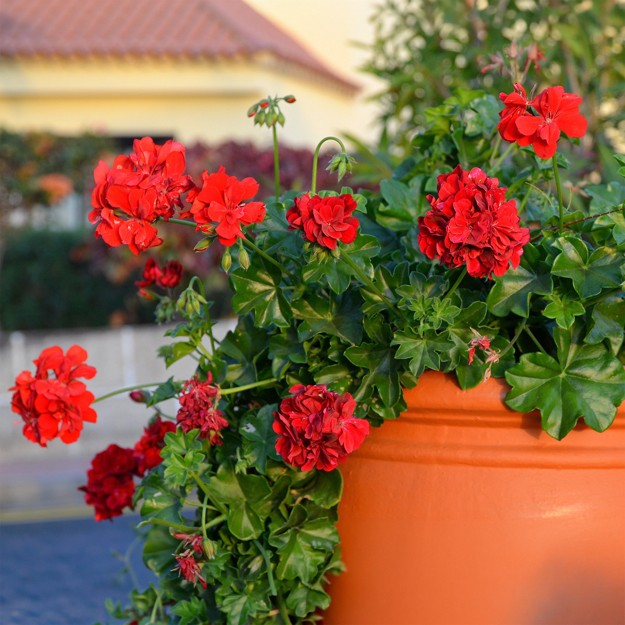 Bakker Géranium lierre double rouge pot 10,5cm